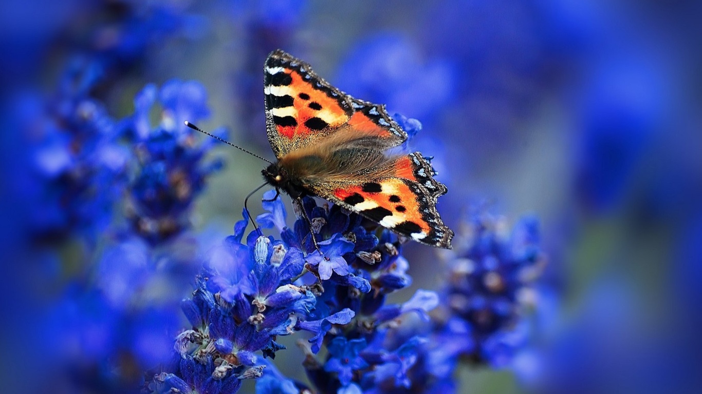 Sfondi Small tortoiseshell 1366x768