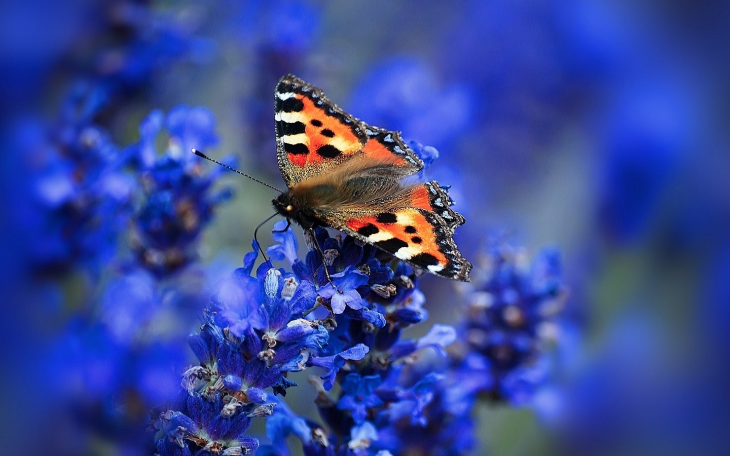 Sfondi Small tortoiseshell 1440x900