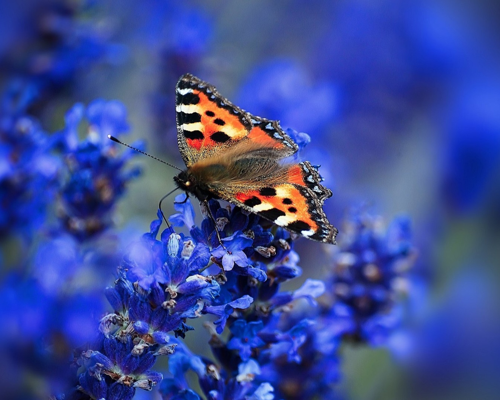 Sfondi Small tortoiseshell 1600x1280