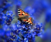 Sfondi Small tortoiseshell 176x144