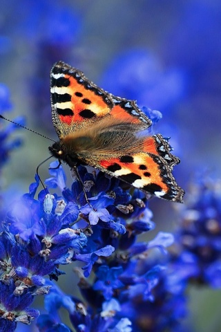 Sfondi Small tortoiseshell 320x480