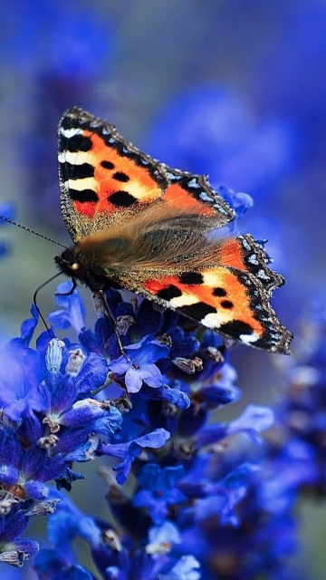 Das Small tortoiseshell Wallpaper 360x640