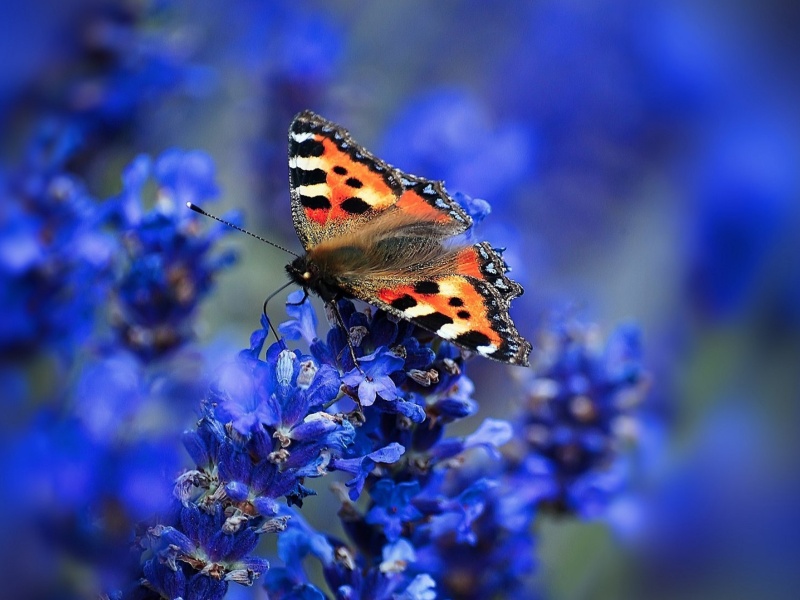 Sfondi Small tortoiseshell 800x600