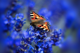 Small tortoiseshell Wallpaper for Android, iPhone and iPad