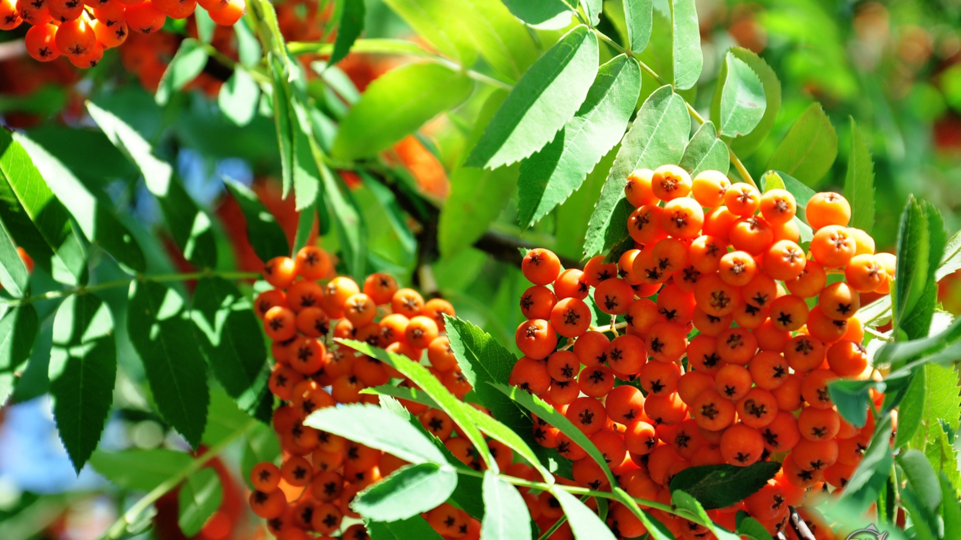 Das Rowanberry Wallpaper 1920x1080