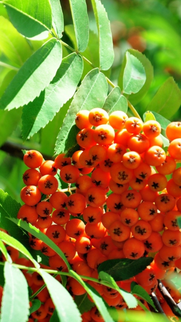 Das Rowanberry Wallpaper 360x640