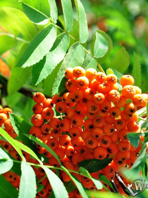 Rowanberry wallpaper 480x640