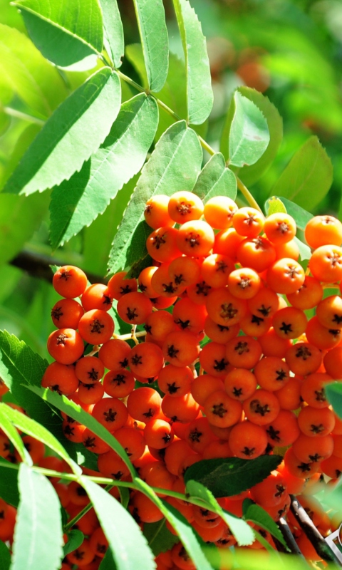 Fondo de pantalla Rowanberry 480x800