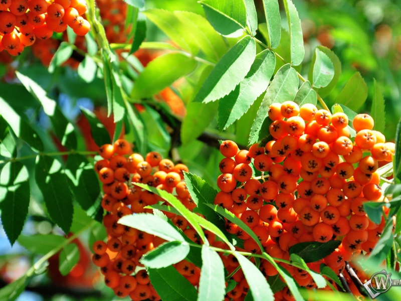 Fondo de pantalla Rowanberry 800x600