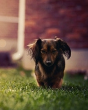 Dachshund Dog HD wallpaper 128x160