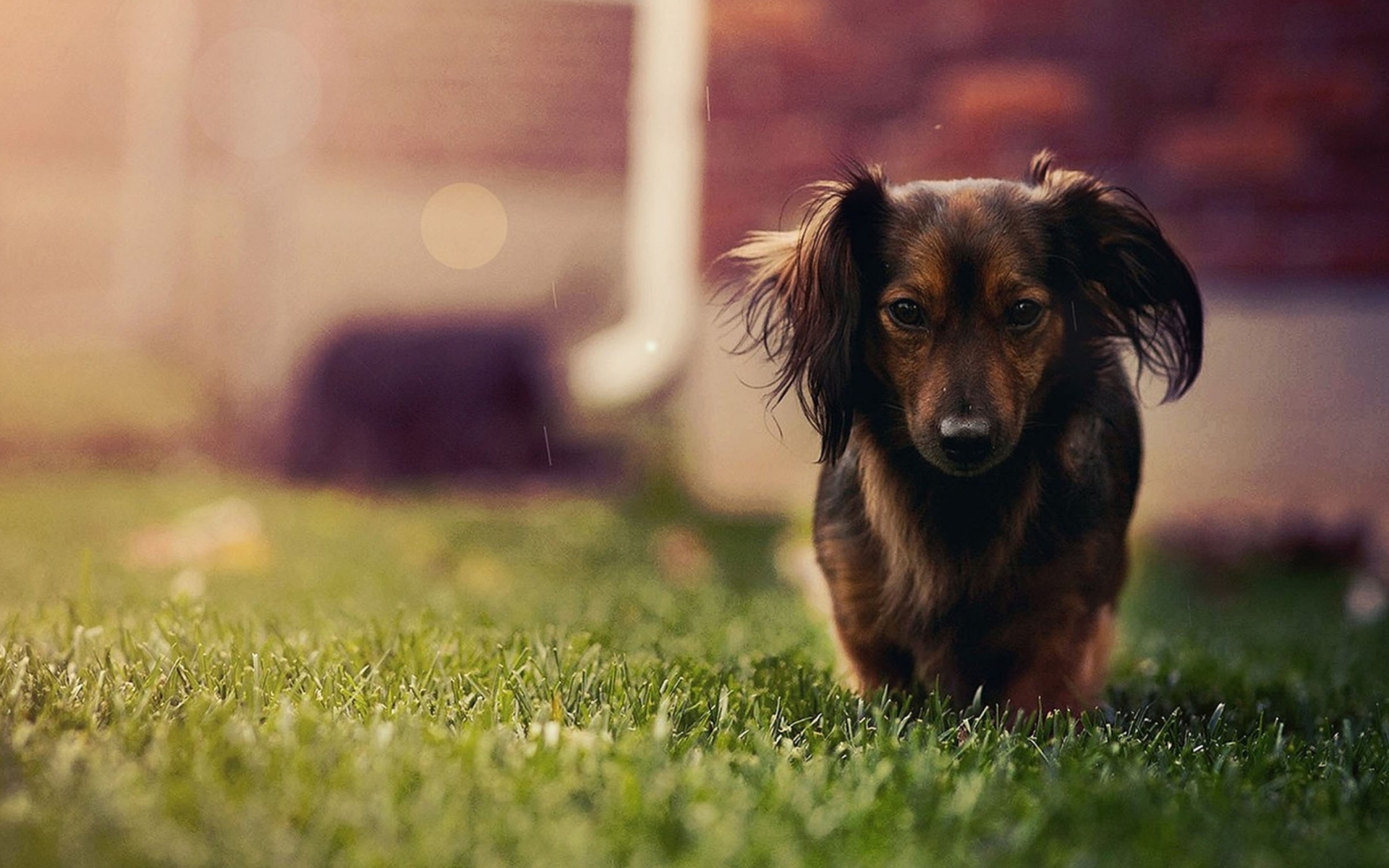 Dachshund Dog HD wallpaper 1920x1200