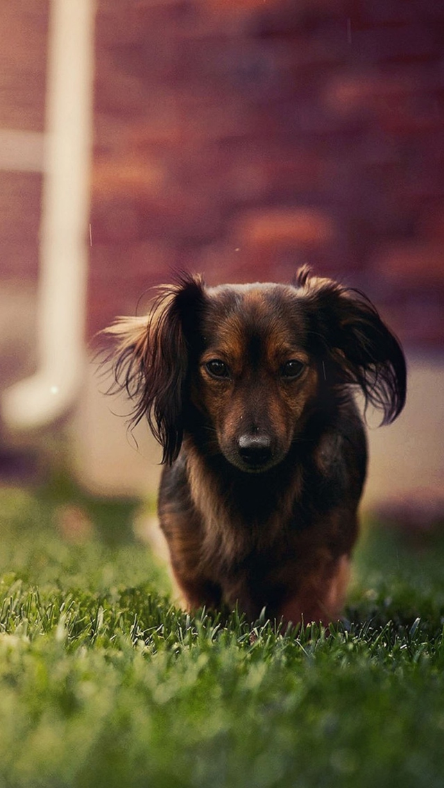 Dachshund Dog HD screenshot #1 640x1136