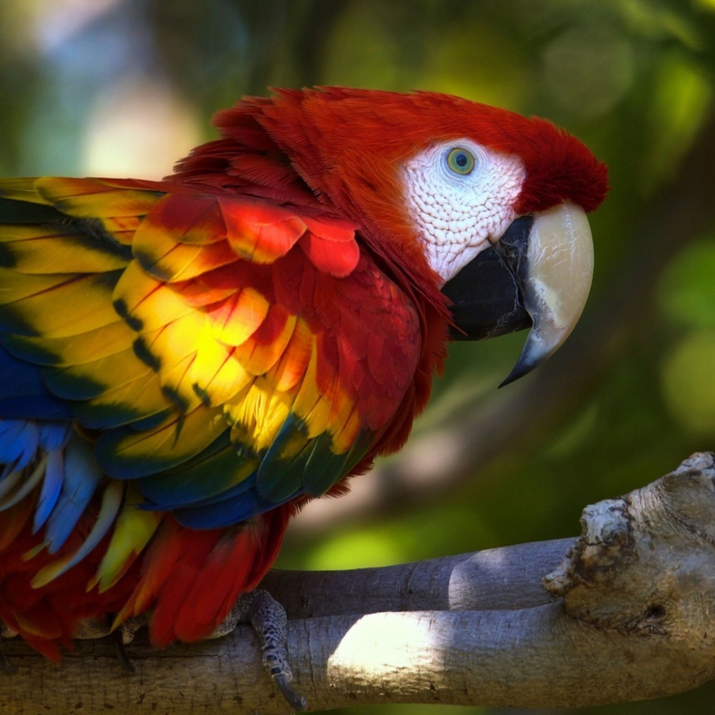 Gorgeous Parrot wallpaper 1024x1024