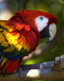 Gorgeous Parrot screenshot #1 128x160