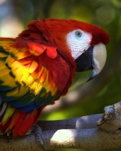 Gorgeous Parrot screenshot #1 176x220