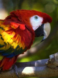 Gorgeous Parrot screenshot #1 240x320