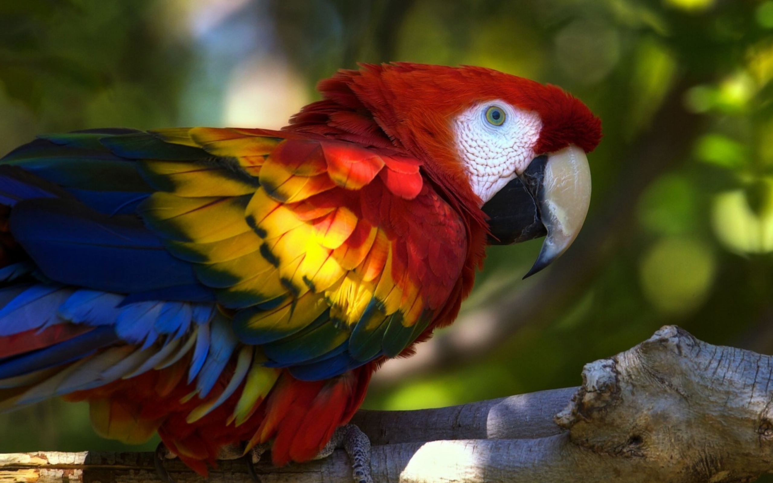 Screenshot №1 pro téma Gorgeous Parrot 2560x1600