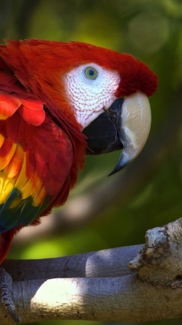 Обои Gorgeous Parrot 360x640