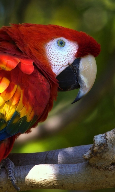 Gorgeous Parrot screenshot #1 480x800