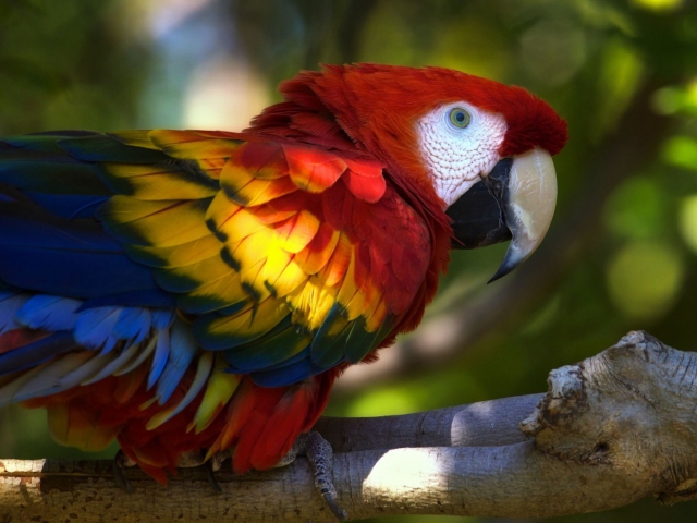 Обои Gorgeous Parrot 640x480