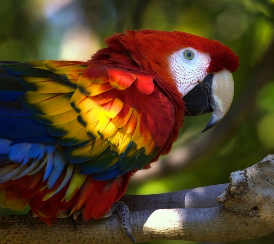 Das Gorgeous Parrot Wallpaper 960x854