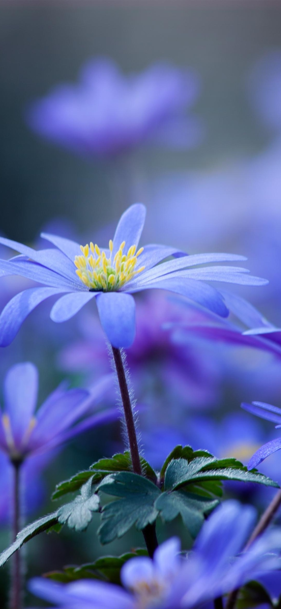 Blue daisy flowers wallpaper 1170x2532