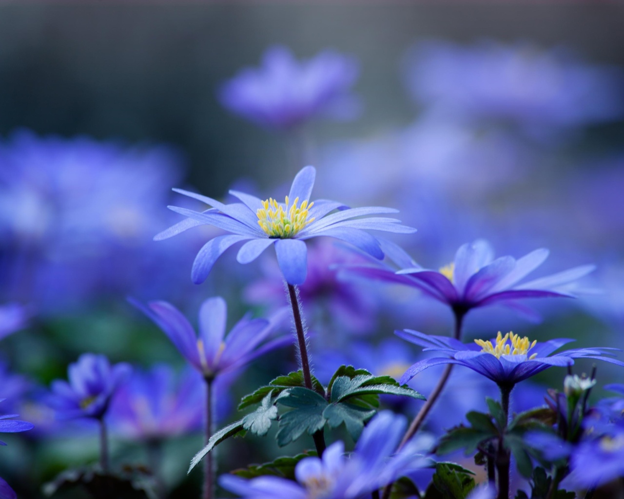 Обои Blue daisy flowers 1280x1024
