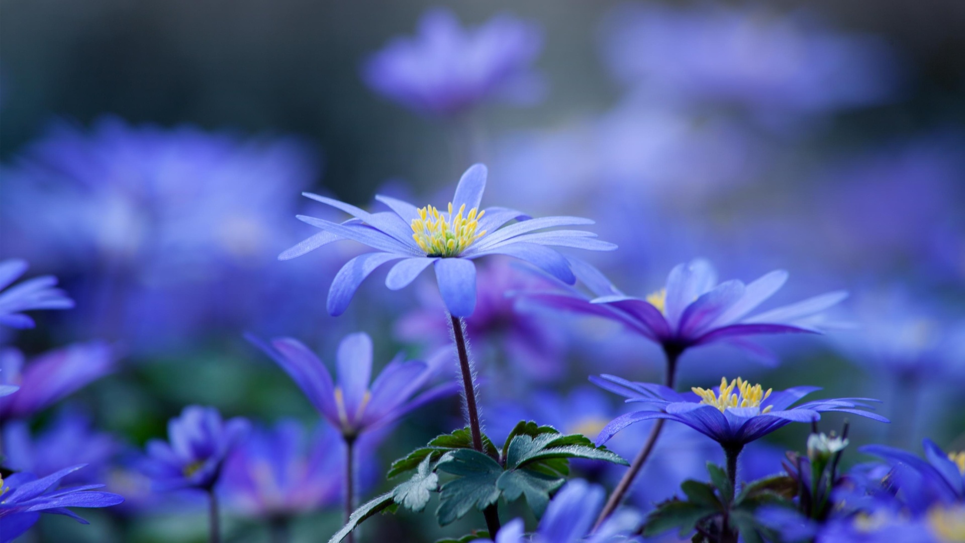 Обои Blue daisy flowers 1920x1080