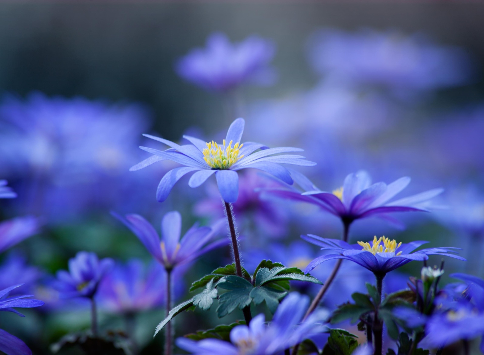 Blue daisy flowers screenshot #1 1920x1408
