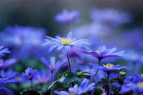 Fondo de pantalla Blue daisy flowers 480x320