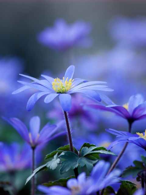 Blue daisy flowers wallpaper 480x640