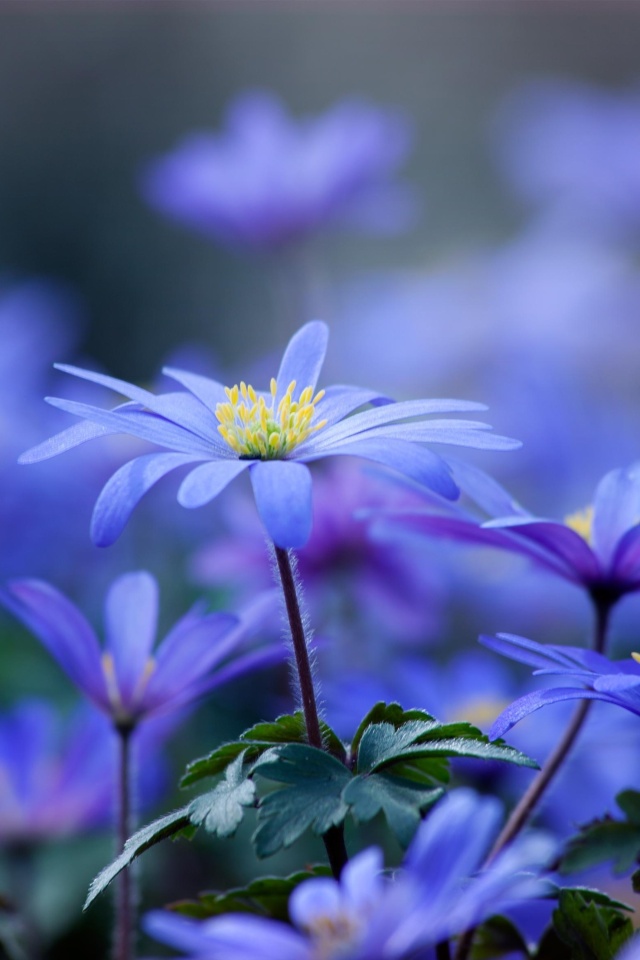 Das Blue daisy flowers Wallpaper 640x960