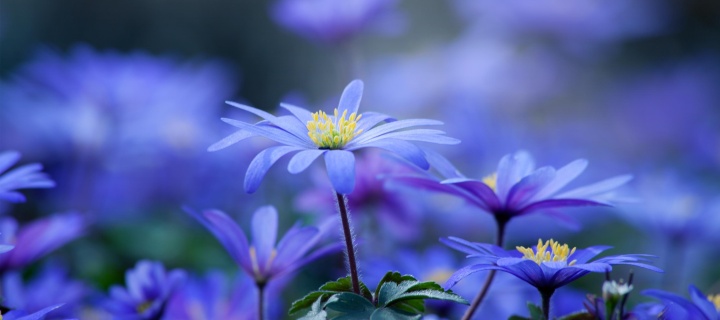 Sfondi Blue daisy flowers 720x320