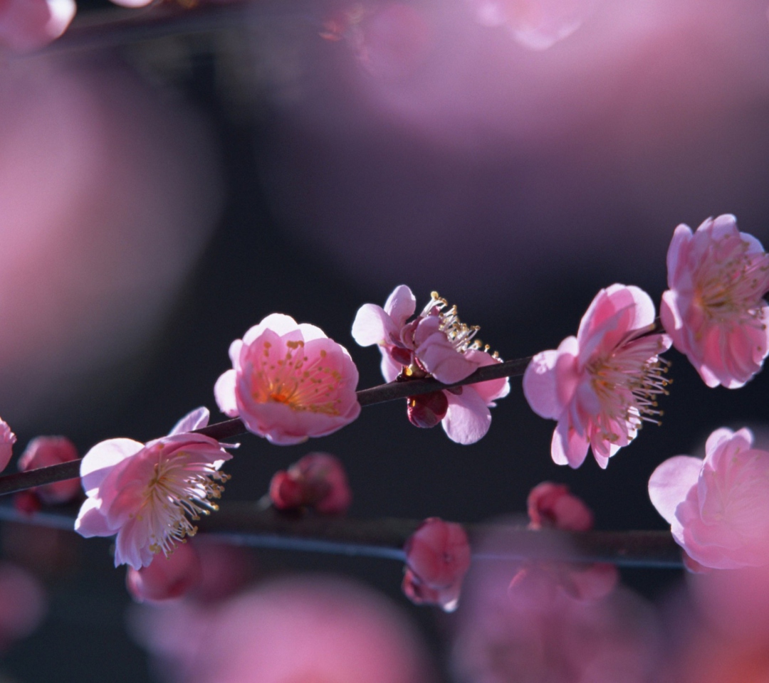 Sfondi Pink Blossom Flowers 1080x960