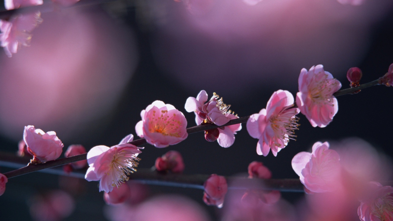 Screenshot №1 pro téma Pink Blossom Flowers 1366x768