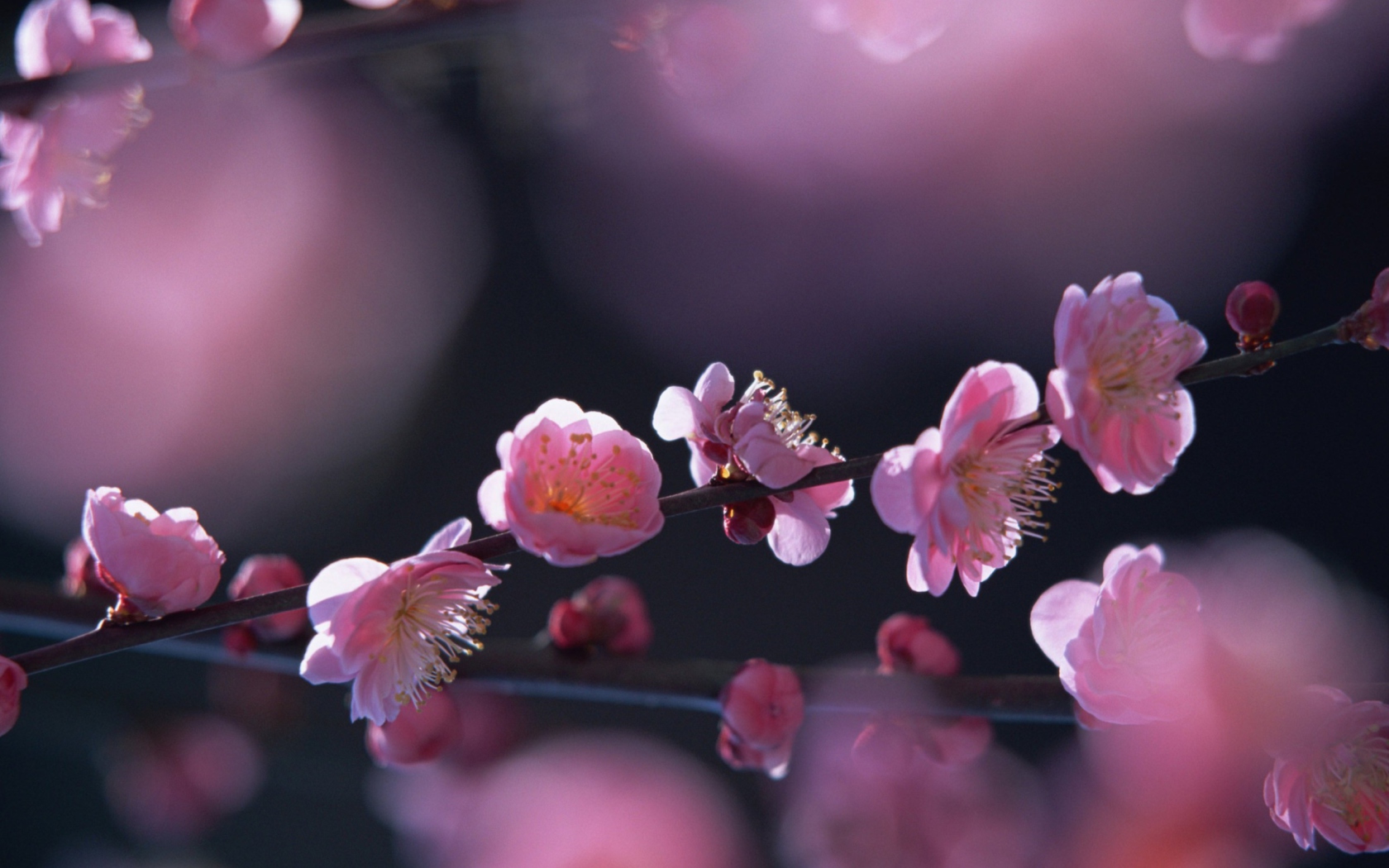 Sfondi Pink Blossom Flowers 1680x1050