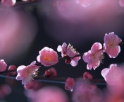 Обои Pink Blossom Flowers 176x144