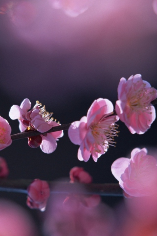 Das Pink Blossom Flowers Wallpaper 320x480