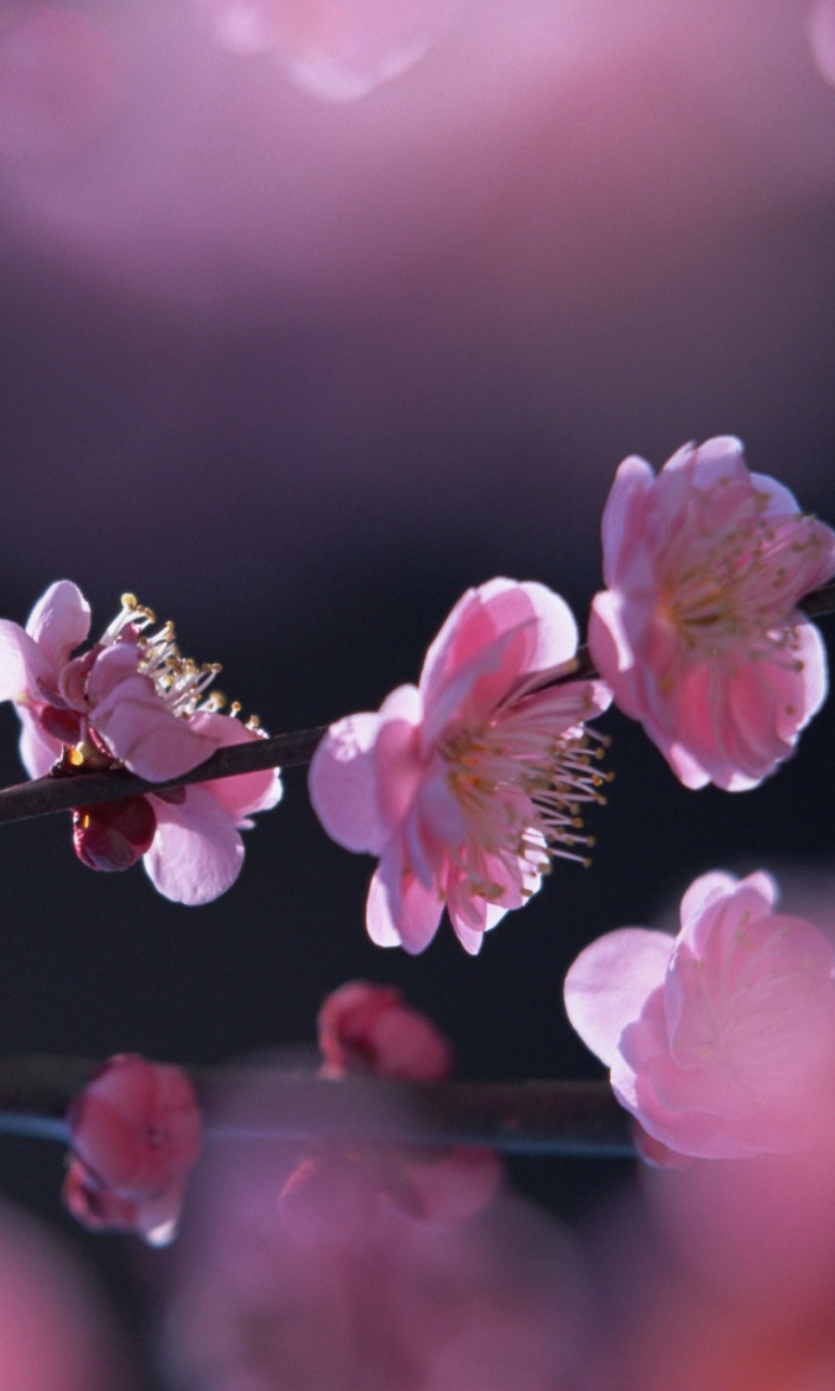 Screenshot №1 pro téma Pink Blossom Flowers 768x1280