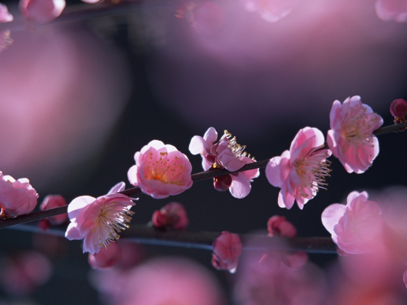 Das Pink Blossom Flowers Wallpaper 800x600