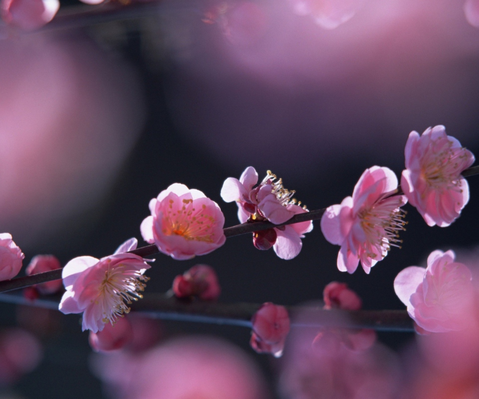 Das Pink Blossom Flowers Wallpaper 960x800