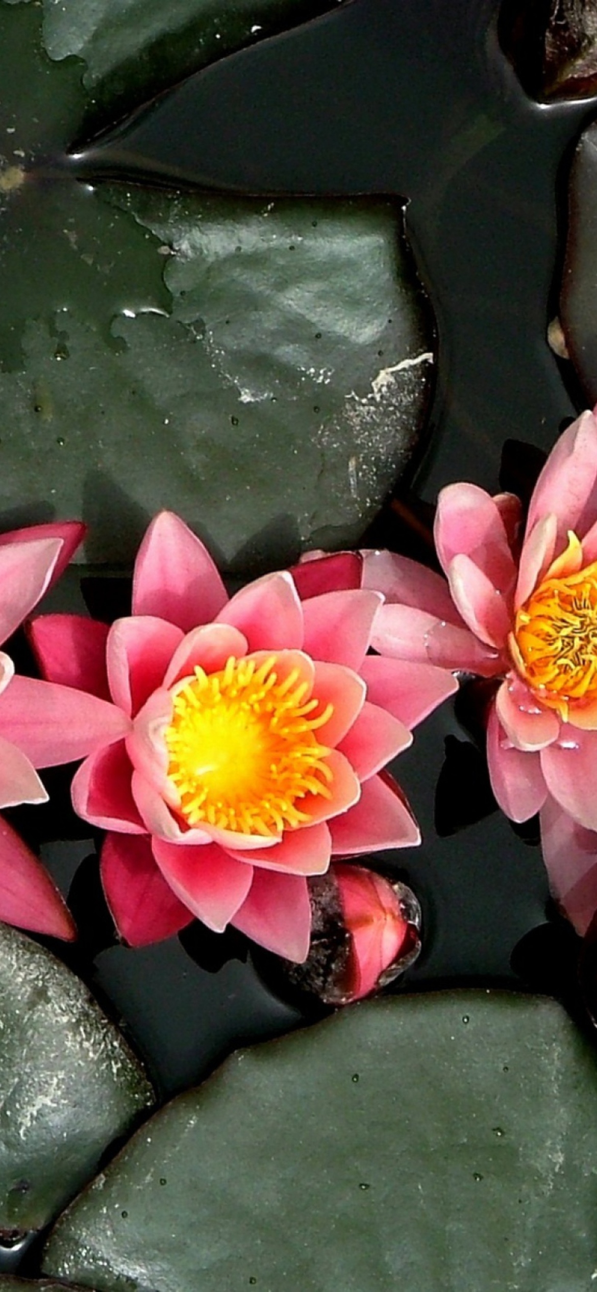 Sfondi Pink Waterlily 1170x2532