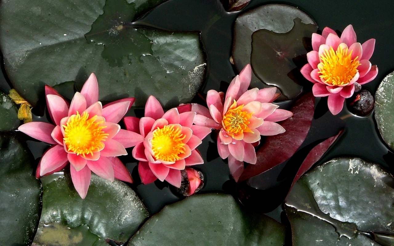 Das Pink Waterlily Wallpaper 1280x800