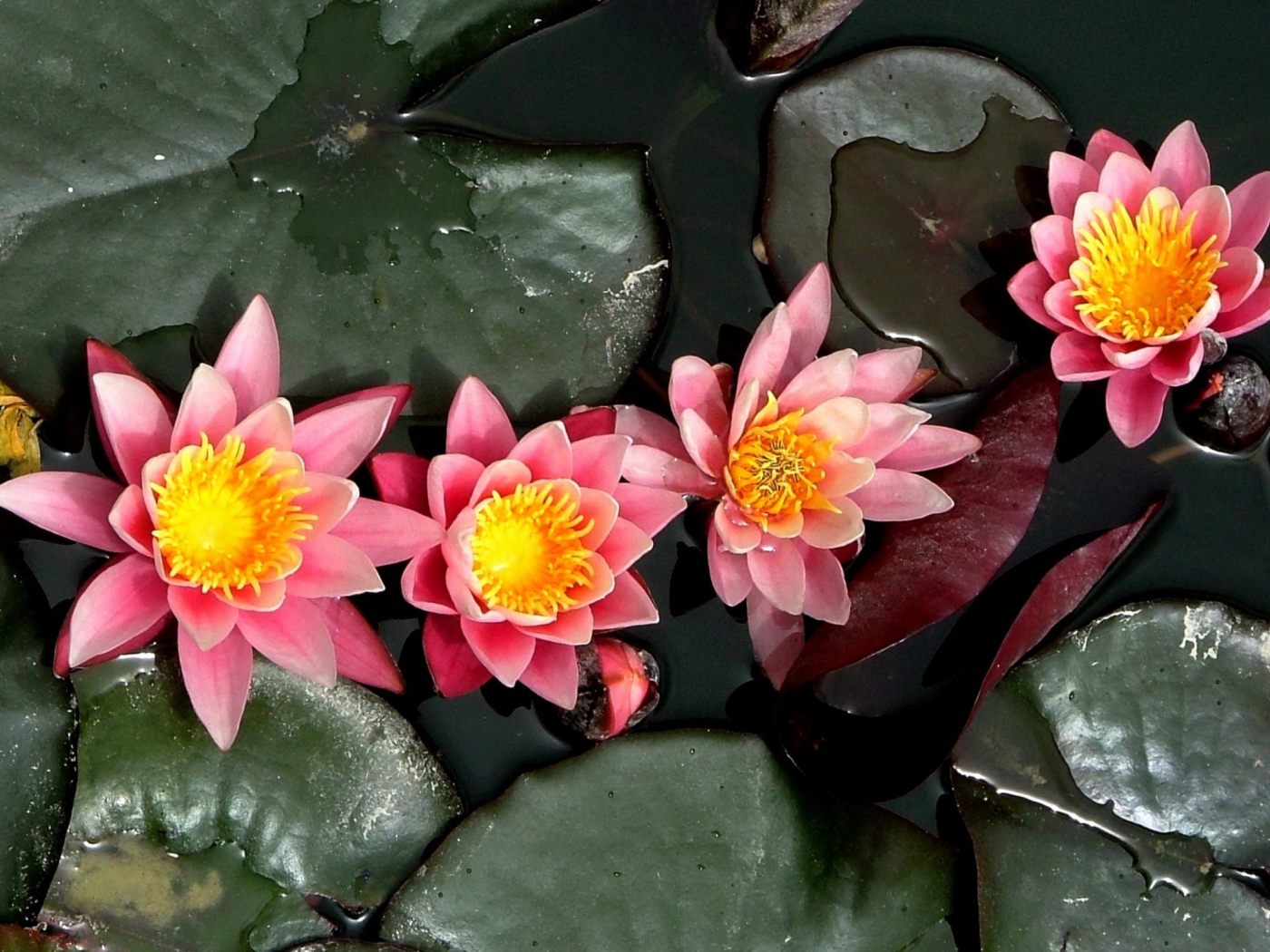 Pink Waterlily wallpaper 1400x1050