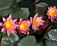 Pink Waterlily wallpaper 220x176