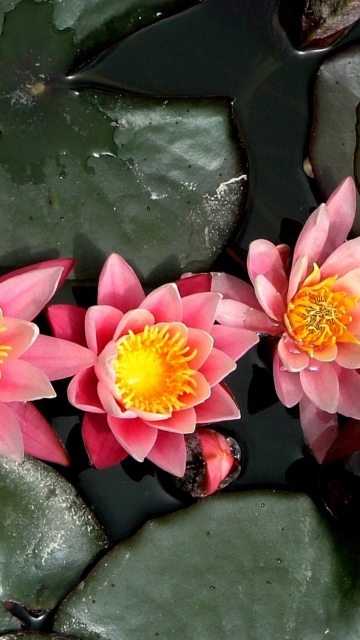 Screenshot №1 pro téma Pink Waterlily 360x640