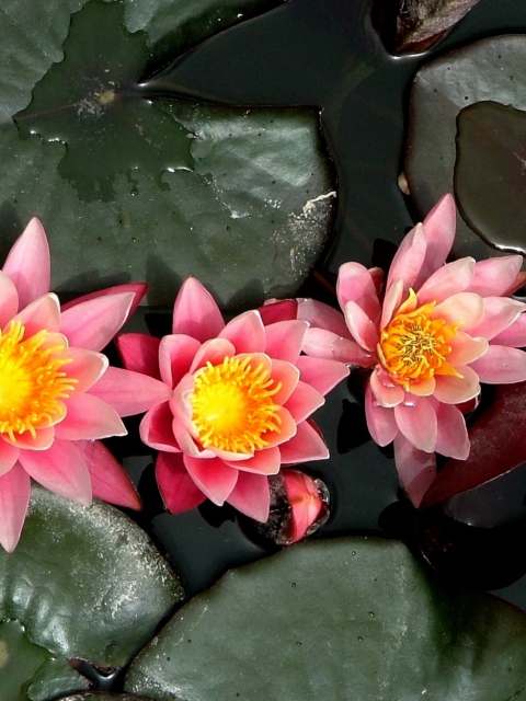 Screenshot №1 pro téma Pink Waterlily 480x640