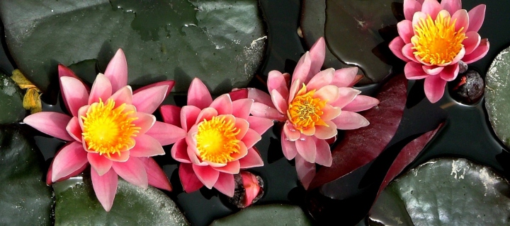 Das Pink Waterlily Wallpaper 720x320