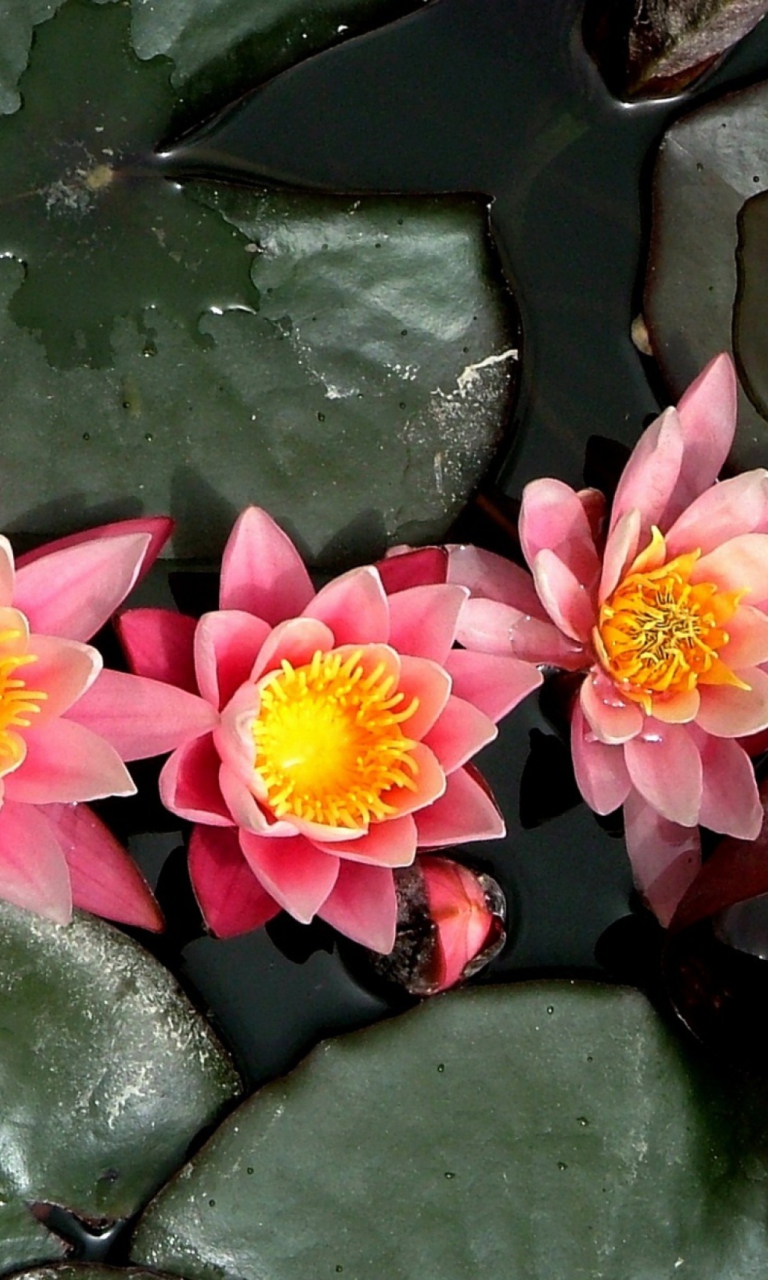 Fondo de pantalla Pink Waterlily 768x1280