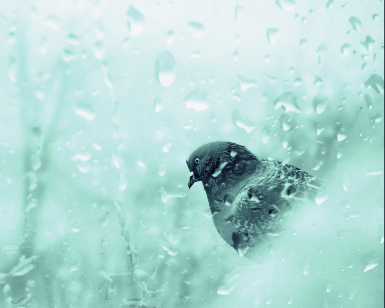 Screenshot №1 pro téma Pigeon In Rain Drops 1280x1024